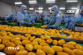 Chế biến xoài xuất khẩu. (Ảnh: TTXVN)