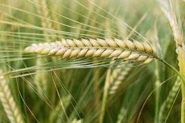 Ảnh minh họa. (Nguồn: smh.com.au) 