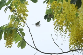 Ngắm Hồ Tây thơ mộng trong sắc vàng rực của muồng hoàng yến