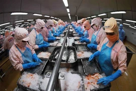 Dây chuyền chế biến tôm đông lạnh xuất khẩu của Công ty cổ phần thủy sản Minh Phú Hậu Giang ở Khu công nghiệp Sông Hậu (xã Đông Phú, huyện Châu Thành, tỉnh Hậu Giang). (Ảnh: Vũ Sinh/TTXVN) 