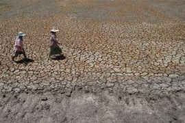 Cảnh khô hạn trên cánh đồng ở Bang Pla Ma, tỉnh Suphanburi, Thái Lan. (Nguồn: AFP/TTXVN) 