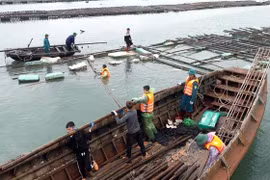 Các lực lượng chức năng của thị xã Quảng Yên tháo dỡ lồng bè cùng ngư dân. (Ảnh: Thanh Vân/TTXVN)