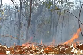 (Nguồn: Thaipbsworld)