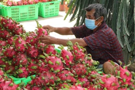 Thanh long đã thu hoạch chờ thương lái đến thu mua. (Ảnh minh họa: Thanh Bình/TTXVN) 
