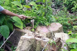 Gốc cây bị lâm tặc chặt hạ. (Ảnh: Xuân Triệu/TTXVN) 