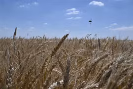 Một cánh đồng lúa mỳ ở Rai-Oleksandrivka, Ukraine ngày 1/7/2022. (Ảnh: AFP/TTXVN) 