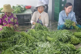 Sơ chế rau an toàn trước khi xuất bán ở Hợp tác xã nông nghiệp Phú Quới (xã Yên Luông, huyện Gò Công Tây). (Ảnh: Minh Trí/TTXVN) 