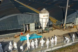 Nhân viên kiểm dịch tiến hành tiêu hủy gia cầm tại một ổ dịch ở trang trại thuộc Naju, tỉnh Nam Jeolla, Hàn Quốc ngày 8/12/2020. (Nguồn: Yonhap/TTXVN) 