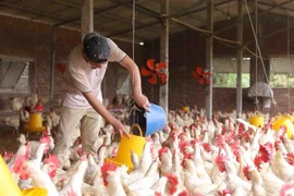 Chăm sóc đàn gà đẻ trứng tại trang trại liên kết của Hợp tác xã Chăn nuôi Đông Lỗ, xã Đông Lỗ, huyện Ứng Hòa, Hà Nội. (Ảnh: Hoàng Hiếu/TTXVN) 