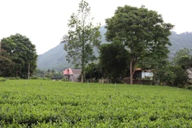 Thái Nguyên gặp nhiều khó khăn trong việc quản lý, sử dụng đất đai. (Ảnh: Hoàng Nguyên/TTXVN)