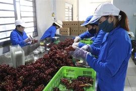 Sơ chế sản phẩm nho đỏ ăn tươi tại trang trại nho Ba Mọi, xã Phước Thuận, huyện Ninh Phước. (Ảnh: Nguyễn Thành/TTXVN) 