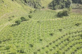 Vườn thanh long của Hợp tác xã nông nghiệp Quỳnh Thuận, huyện Thuận Châu, tỉnh Sơn La canh tác theo chuỗi liên kết. (Ảnh: TTXVN phát)