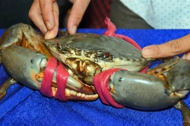 Bảo vệ thương hiệu để Cua Cà Mau được phát triển xứng tầm