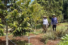 (Ảnh minh họa: Hoài Nam/TTXVN) 