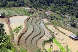 [Photo] Mùa nước đổ trên những thửa ruộng bậc thang ở Lai Châu