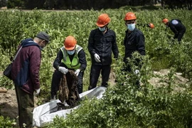 Lực lượng dân phòng địa phương điều tra bên các hố chôn tập thể ở Raqa, Syria, ngày 3/7/2019. (Nguồn: AFP/TTXVN) 