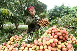 Vải thiều Thanh Hà của Hải Dương. (Ảnh: Vũ Sinh/TTXVN) 