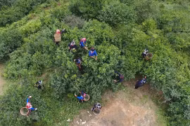 Người dân xã Túng Sán, huyện Hoàng Su Phì (Hà Giang) thu hái chè shan tuyết. (Ảnh: Nguyễn Chiến/TTXVN) 