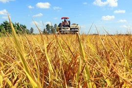 Thu hoạch lúa ở Vĩnh Long. (Ảnh: Phạm Minh Tuấn/TTXVN) 