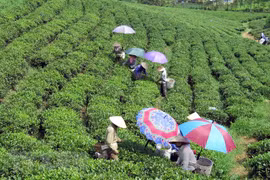 Thu hái chè tại vùng chè Sông Cầu, huyện Đồng Hỷ (Thái Nguyên). (Ảnh: Hoàng Nguyên/TTXVN) 