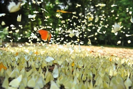 Việt Nam giành nhiều giải tại Giải thưởng Du lịch thế giới 2021