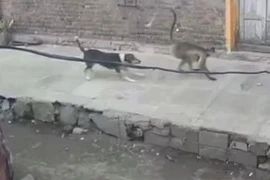 [Video] Xôn xao vụ đàn khỉ giết sạch chó trong làng để trả thù ở Ấn Độ