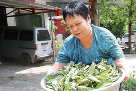 Bà Vinh Thị Nhọt (65 tuổi, trú tại thôn Chi Ma, xã Yên Khoái, huyện Lộc Bình, tỉnh Lạng Sơn) bị mất hai cánh tay trong quá trình cải tạo đất để trồng trọt, gieo cấy trên mảnh đất cha ông để lại, hiện sống chủ yếu nương tựa vào con cháu. (Ảnh: Trọng Đức/TT