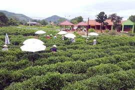 Vùng chè nguyên liệu đạt tiêu chuẩn VietGAP tại Tân Cương. (Ảnh: Trần Trang/TTXVN) 