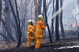 Lực lượng cứu hỏa nỗ lực dập lửa cháy rừng tại Dargan, Australia. (Nguồn: AFP/TTXVN) 