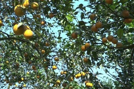 Vườn cam được trồng với quy chuẩn sản xuất sạch, an toàn theo tiêu chuẩn VietGap. (Ảnh: Việt Dũng/TTXVN)