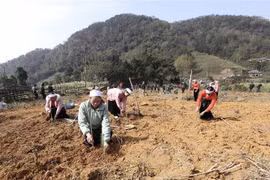 Nhân dân trên xã Thạch Yên, huyện Cao Phong tham gia trồng trên 30.000 cây xanh. (Ảnh: Trọng Đạt/TTXVN) 
