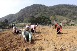Nhân dân trên xã Thạch Yên, huyện Cao Phong tham gia trồng trên 30.000 cây xanh. (Ảnh: Trọng Đạt/TTXVN) 