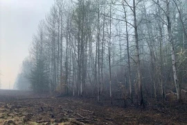 Cây cối bị thiêu rụi do cháy rừng ở Alberta, Canada ngày 11/5/2023. (Ảnh: AFP/TTXVN)