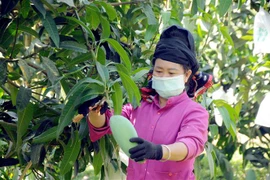 Thành viên Hợp tác xã nông nghiệp an toàn Chiềng Hặc, huyện Yên Châu, tỉnh Sơn La thu hoạch xoài để phục vụ xuất khẩu. (Ảnh: Quang Quyết/TTXVN) 