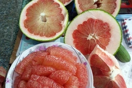 Bưởi da xanh ở xã Phước Bình (huyện Bác Ái) đáp ứng yêu cầu thị trường Hoa Kỳ. (Ảnh: TTXVN phát)