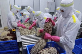 Chế biến ngao nguyên con ở nhà máy tại cụm công nghiệp An Xá, tỉnh Nam Định. (Ảnh: Vũ Sinh/TTXVN)