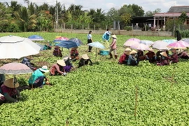 Một hợp tác xã rau ở tỉnh Tiền Giang. (Ảnh: Hữu Chí/TTXVN)