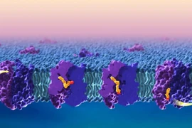​Quá trình vận chuyển lipid (chất béo) qua "hàng rào" máu não. (Nguồn: Neurosciencenews)