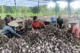 Bà con nông dân xã Phú Long, huyện Châu Thành, thu hoạch khoai lang. (Ảnh: Nguyễn Văn Trí/TTXVN) 