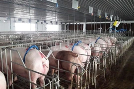 (Ảnh minh họa: Minh Hưng/TTXVN) 