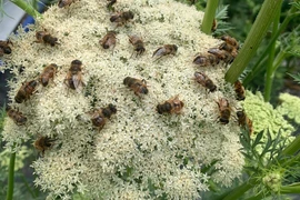 Ảnh minh họa. (Nguồn: ABC)