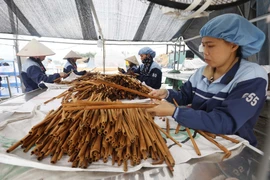 [Photo] Quế Văn Yên từ cây xóa đói giảm nghèo thành cây làm giàu