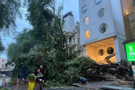 Lực lượng chức năng xử lý hiện trường cây đổ trước khu vực cổng Ủy ban Nhân dân phường Bến Nghé (quận 1). (Ảnh: TTXVN phát)