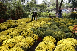 Hình ảnh chợ hoa xứ Huế rực rỡ sắc màu những ngày giáp Tết