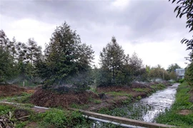 Nhiều diện tích ở Bến Tre bị ảnh hưởng do đợt hạn mặn khốc liệt. (Ảnh: Trần Thị Thu Hiền/TTXVN) 