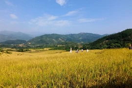 [Photo] Mùa vàng Bình Liêu thu hút du khách dịp cuối tuần