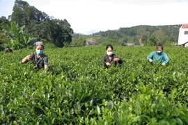 (Ảnh minh họa: Vũ Sinh/TTXVN)