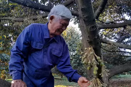 Ông Trương Văn Đảo, Giám đốc Hợp tác xã cây ăn trái Bàu Nghé, xã Phước tín, thị xã Phước Long chăm sóc vườn sầu riêng đã được cấp mã số vùng trồng đang trong giai đoạn ra hoa. (Ảnh: K GỬIH/TTXVN)