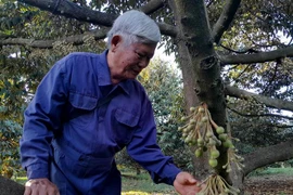 Ông Trương Văn Đảo, Giám đốc Hợp tác xã cây ăn trái Bàu Nghé, xã Phước tín, thị xã Phước Long chăm sóc vườn sầu riêng đã được cấp mã số vùng trồng đang trong giai đoạn ra hoa. (Ảnh: K GỬIH/TTXVN)