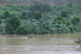 (Ảnh minh họa: Anh Dũng/TTXVN) 